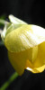 Knolliger Hahnenfuss / Renoncule bulbeuse / Ranunculus bulbosus