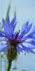 Kornblume / Bleuet / Centaurea cyanus