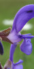 Weisensalbei / Sauge / Salvia officinalis